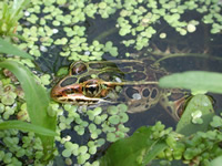 northern leopard frog