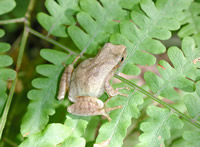 northern spring peeper