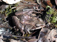 wood frog