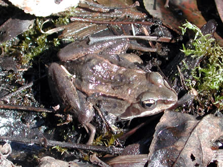 wood frog (Rana sylvatica)