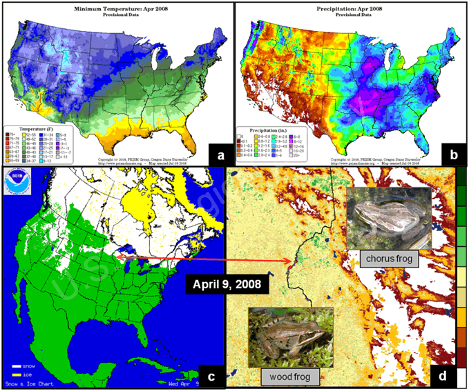 Fig. 9. A pictorial example of the relationships we are measuring annually between (a) temperature, (b) precipitation, (c) snow/ice cover, (background of d) the Normalized Difference Vegetation Index (NDVI), and (d) the onset of animal calling (e.g., the wood frog and chorus frog) at the St. Croix National Scenic Riverway research node.