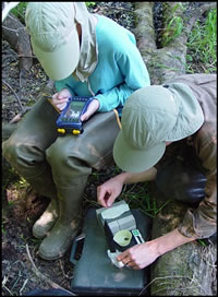 Biologists weighing a recently metamorphosed wood frog in northern Wisconsin. Courtesy of the U.S. Geological Survey.