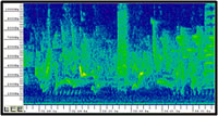 The patterns of sounds recorded at a study site in the Tamarac National Wildlife Refuge. Courtesy of the U.S. Geological Survey.