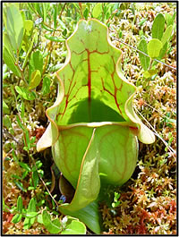 A pitcher plant in northern Wisconsin. Courtesy of the U.S. Geological Survey.