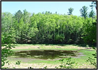 A wetland in northern Wisconsin. Courtesy of the U.S. Geological Survey.
