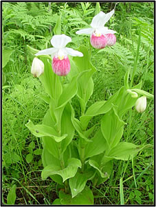 A pink lady slipper in the Tamarac National Wildlife Refuge in Minnesota. Courtesy of the U.S. Geological Survey.