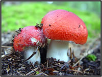 Fungi in northern Wisconsin. Courtesy of the U.S. Geological Survey.