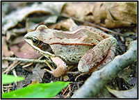 Wood frog (Rana sylvatica) in northern Wisconsin. Courtesy of the U.S. Geological Survey.