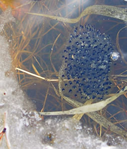Wood-frog embryos in a partly ice-covered Wisconsin wetland. Courtesy of the U.S. Geological Survey.