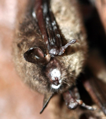 Figure 1. Hibernating little brown bat with white muzzle and spots on wings typical of white-nose syndrome. (Photo by Greg Turner, Pennsylvania Game Commission)  