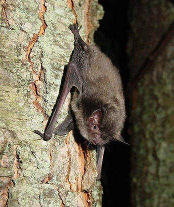 Indiana Bat