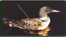 Radiomarked adult common loon 