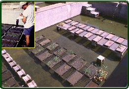 Seed bank assessment in Center pond facility.