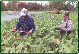 Measuring vegetation response in the field.