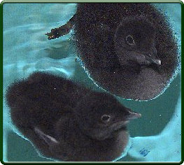 Common loon chicks