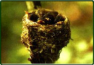 American redstart nestlings.  (Photographer: Beth Tomica)