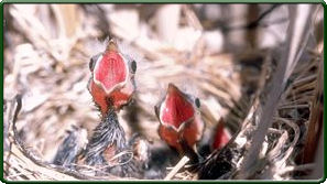 Many nestlings fall prey to predators such as raccoon.