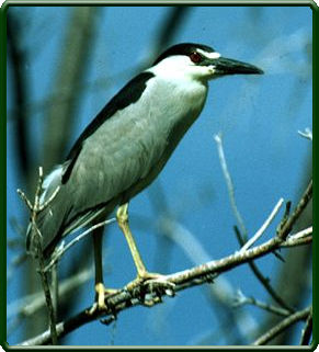 Photo caption: Adult black-crowned night heron, one of the species being studied at Agassiz NWR in northwestern Minnesota.