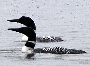 Common Loon (photo by Colin Kenow)