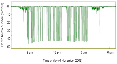 Dive profile, interpreted from geolocator tag pressure data, depicting timing and depths of individual dives of common loon on November 4, 2009 during a migration stop-over on Lake Michigan. (click image for larger scale)