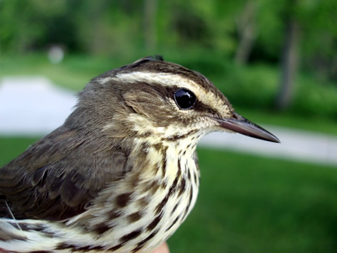 Northern waterthrush