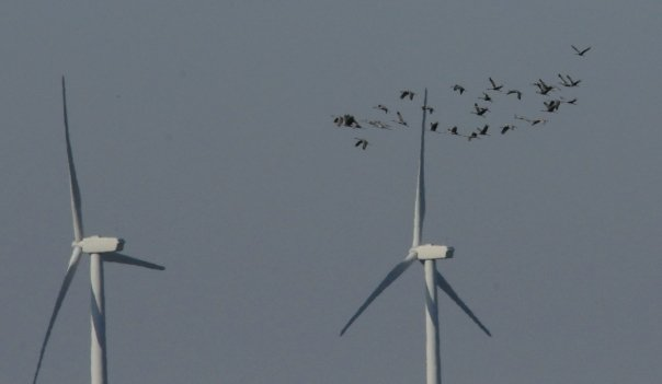 Birds and wind turbines