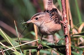 Sedge wren