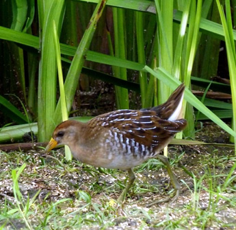 Sora Rail found in Upper Mississippi River wetlands.