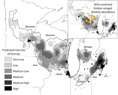 Predicted patterns in relative extent of overlap for the Golden-winged Warbler and Blue-winged Warbler in the Prairie Hardwood Transition of the upper Midwestern United States.