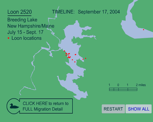 Flight paths of all loons