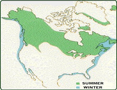 map of summer/winter loon range