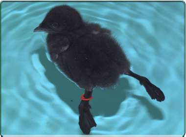 Common loon chick