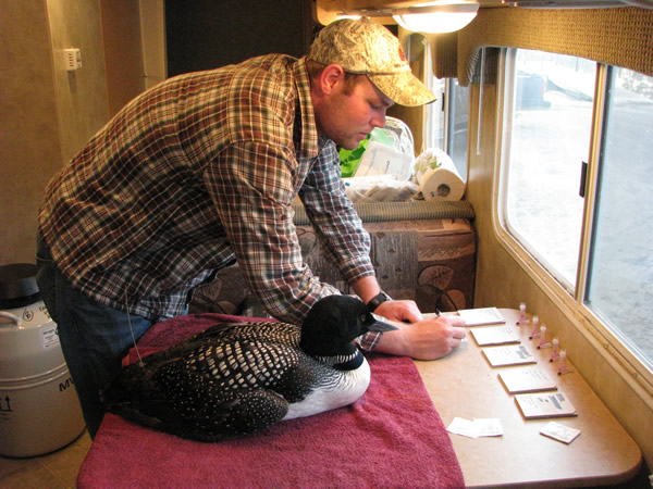 Loon study (photo)