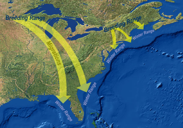 Loon Breeding range (map)