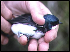 Banding adult birds