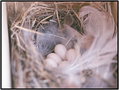 Reduced hatching or fledging success is one population metric that is being quantified at all sites that directly assesses both BUIs above. 