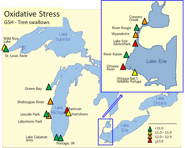 Oxidative stress: Tree swallows