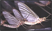 mayfly