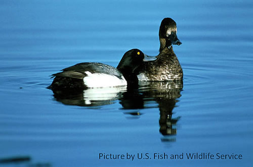 Trace element exposure in lesser scaup 