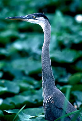 Indiana Dunes National Lakeshore, Indiana - Colonial waterbirds - Great blue herons