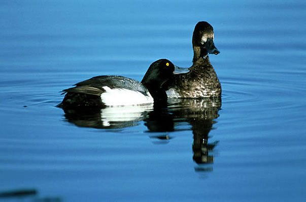 Lesser scaup