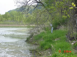 Effects of water level reductions on contaminant exposure in tree swallows