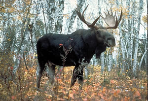 Trace elements in moose 