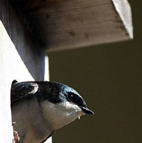 Trace elements in tree swallows 
