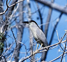 Trace elements in four waterbirds species 