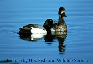 Trace element exposure in lesser scaup in the Mississippi Flyway