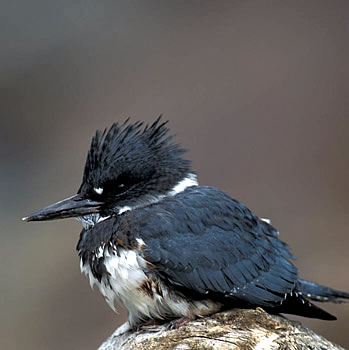 Belted kingfisher's raucous call is unmistakable - Campbell River