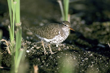 Spotted sandpiper