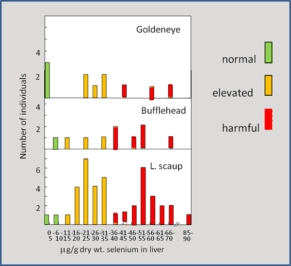 Selenium in Goldeneye and other diving ducks 