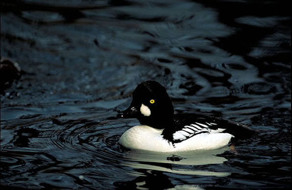 Goldeneye and other diving ducks